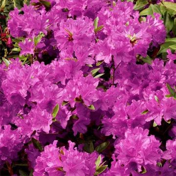 Rhododendron (Azalea) hybride de Gable Purple Splendor 