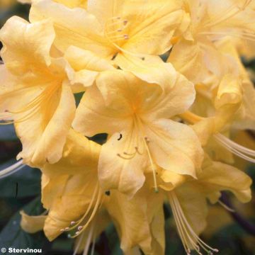 Rhododendron occidentale Anneke - Western Azalea