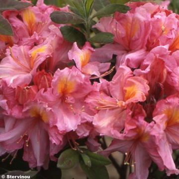 Rhododendron (Azalea) (x) occidentale  Berry Rose