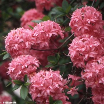 Rhododendron Homebush - Knaphill Azalea