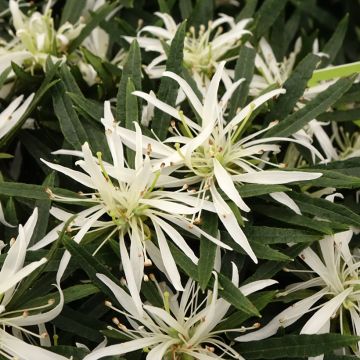 Azalée japonaise Star Style White - Azalea japonica Azalée japonaise Star Style White - Azalea japonica