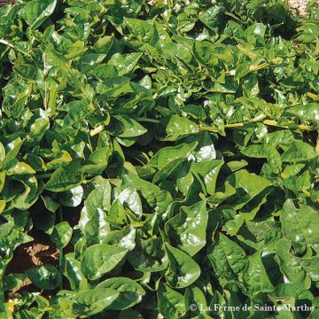 Basella Alba or Malabar Spinach - Ferme de Sainte Marthe untreated seeds