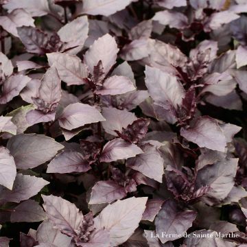 Organic Purple Basil - Ferme de Sainte Marthe seeds