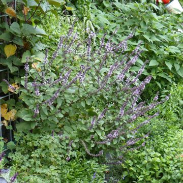 Perennial Magic Mountain Basil in seedlings