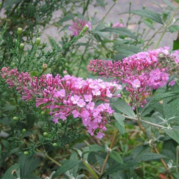 Buddleia davidii Pink Delight - Butterfly Bush