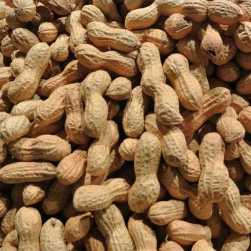 Arachis hypogaea - Peanuts