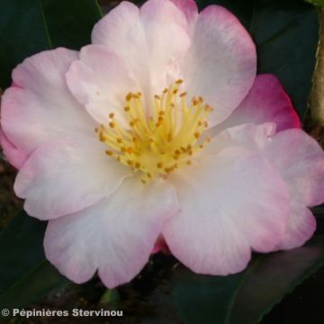 Camellia sasanqua Fukusutsumi