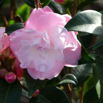Camellia transnokoensis Sweet Jane