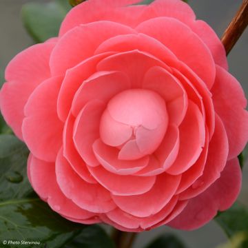 Camellia japonica Valtevareda