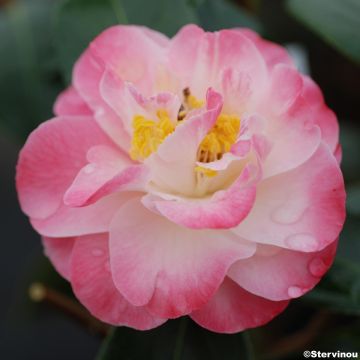 Camellia  williamsii Spring Daze