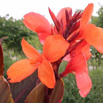 Canna indica Angelique - Indian shot