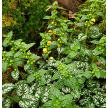 Lamium galeobdolon Kirkcudbright Dwarf - Yellow Deadnettle