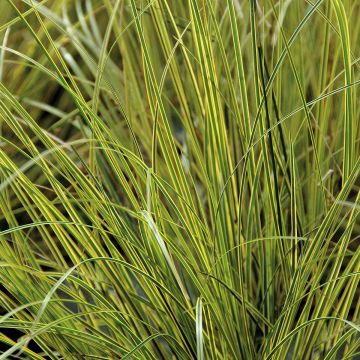 Carex brunnea Aureovariegata