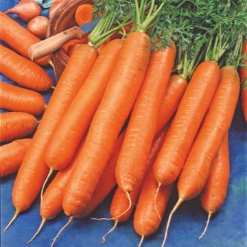Carrot Berlicum 2 Organic
