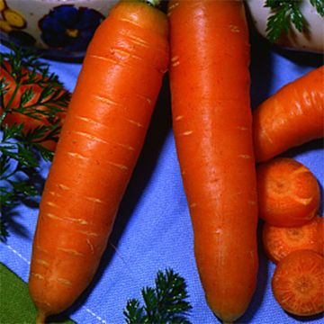 Carrot de Carentan - Ferme de Sainthe Marthe Seeds
