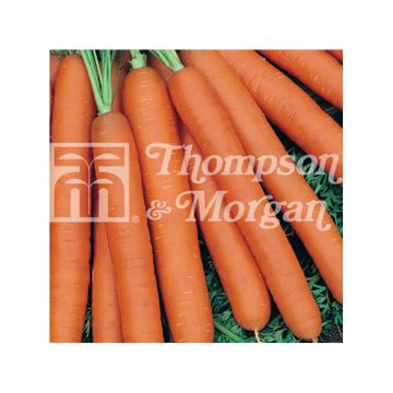 Carrot Fucino - Daucus carota