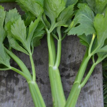 Leaf Celery - Ferme de Sainte Marthe Seeds