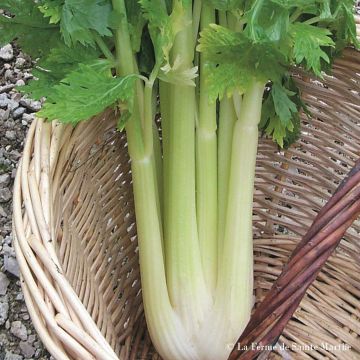 Giant Golden Improved untreated Celery - Ferme de Sainte Marthe seeds