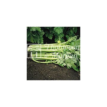 Tango F1 Celery - Apium graveolens