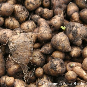 Organic tuberous chervil - 'Ferme de Sainte Marthe'