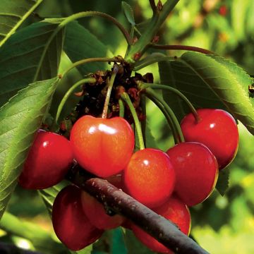 Prunus cerasus Bigarreau Napoléon - Tart Cherry Tree