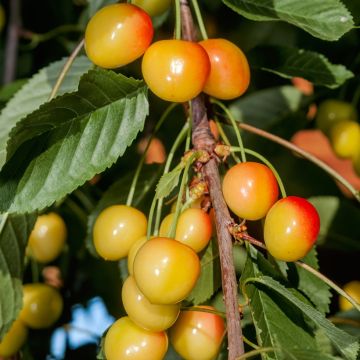 Prunus avium Bladoróżowa- Cherry Tree