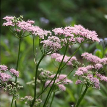 Chaerophyllum hirsutum Roseum