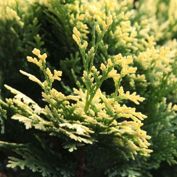 Chamaecyparis lawsoniana Pygmaea Argentea - Lawson's Cypress