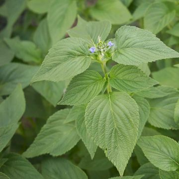 Salvia hispanica, Organic Chia - Ferme de Sainte Marthe seeds