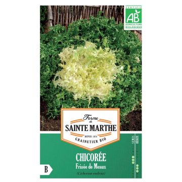 Frisée endive Fine de Meaux (Chicory) - Ferme de Sainte Marthe Seeds