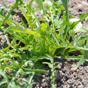 Catalogna Chicory - Ferme de Sainte Marthe Seeds