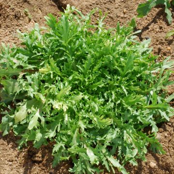 Organic Chicory Fine de Louviers - Ferme de Sainte Marthe seeds - Cichorium endivia var. crispum