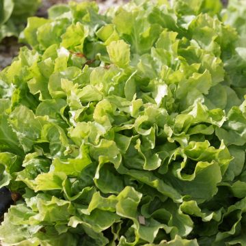 Golden Helmet Organic Endive - Ferme de Sainte Marthe seeds - Cichorium endivia