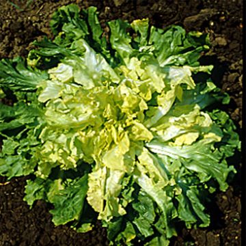 Escarole Géante Maraîchère Margot (untreated) - Ferme de Sainte Marthe seeds - Cichorium endivia var. latifolium