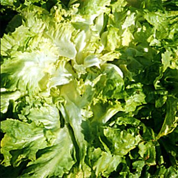 Organic Escarole Grosse Bouclée 2 - Ferme de Sainte Marthe seeds - Cichorium endivia var. latifolium