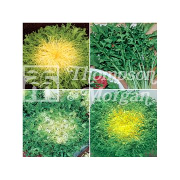 Italian Mix Chicories - Cichorium intybus