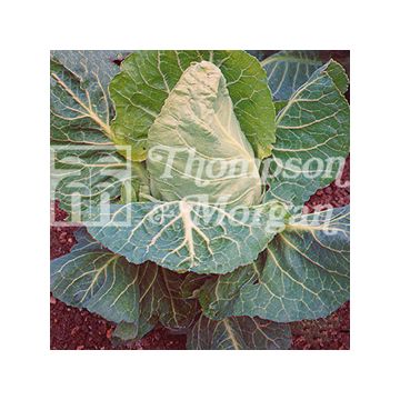 Cabbage April - Brassica oleracea capitata