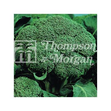 Broccoli Belstar F1 - Brassica oleracea italica