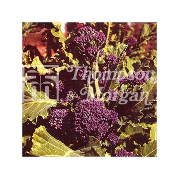 Broccoli Early Purple Sprouting - Brassica oleracea italica