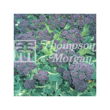 Broccoli Summer Purple - Brassica oleracea italica