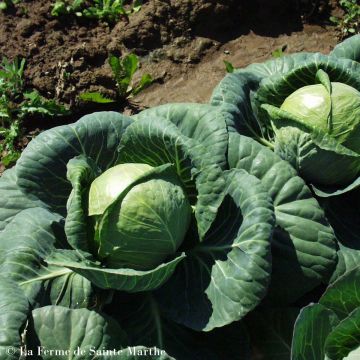 Organic White Cabbage First - Ferme de Sainte Marthe seeds - Brassica oleracea capitata