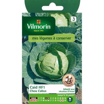Cabbage Caid F1 - Vilmorin seeds - Brassica oleracea capitata