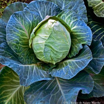 Cabbage Organic Market Medium Oxheart - Ferme de Sainte Marthe seeds - Brassica oleracea capitata