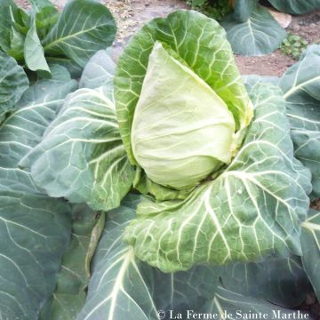 Cabbage Précoce de Louviers - Ferme de Sainte Marthe Seeds