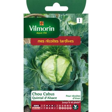 Cabbage Quintal d'Alsace - Vilmorin seeds - Brassica oleracea capitata