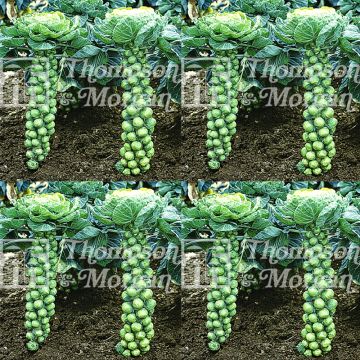 Brussels Sprout Bosworth F1 - Brassica oleracea gemmifera