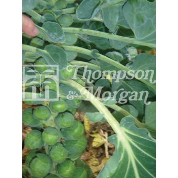 Brussels Sprout Bright F1 - Brassica oleracea gemmifera