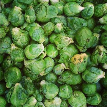 Brussels Sprouts Bronson plants - Brassica oleracea gemmifera