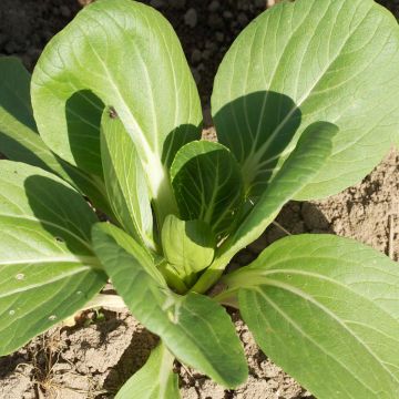 Chinese cabbage Taisai - Pak Choi - Ferme de Sainte Marthe Seeds