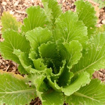Chinese Cabbage Granaat - Ferme de Sainte Marthe Seeds